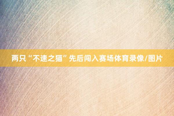 两只“不速之猫”先后闯入赛场体育录像/图片